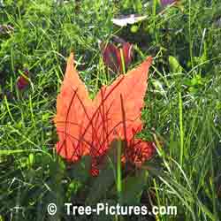 Red Maples: Unique Image of a Red Maple Leaf | Tree:Maple+Red+Leaf @ Tree-Pictures.com