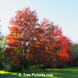 Maples, Bright Red Maple Trees in Autumn | Tree:Maple+Red @ Tree-Pictures.com