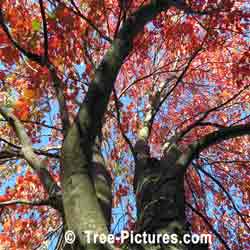 Striking Image of Red Maple Looking Up Through the Branches of a Red Maple Tree | Tree:Maple+Red @ Tree-Pictures.com