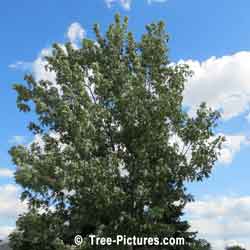 Maples, Silver Maple Tree Type | Tree:Maple+Silver @ Tree-Pictures.com