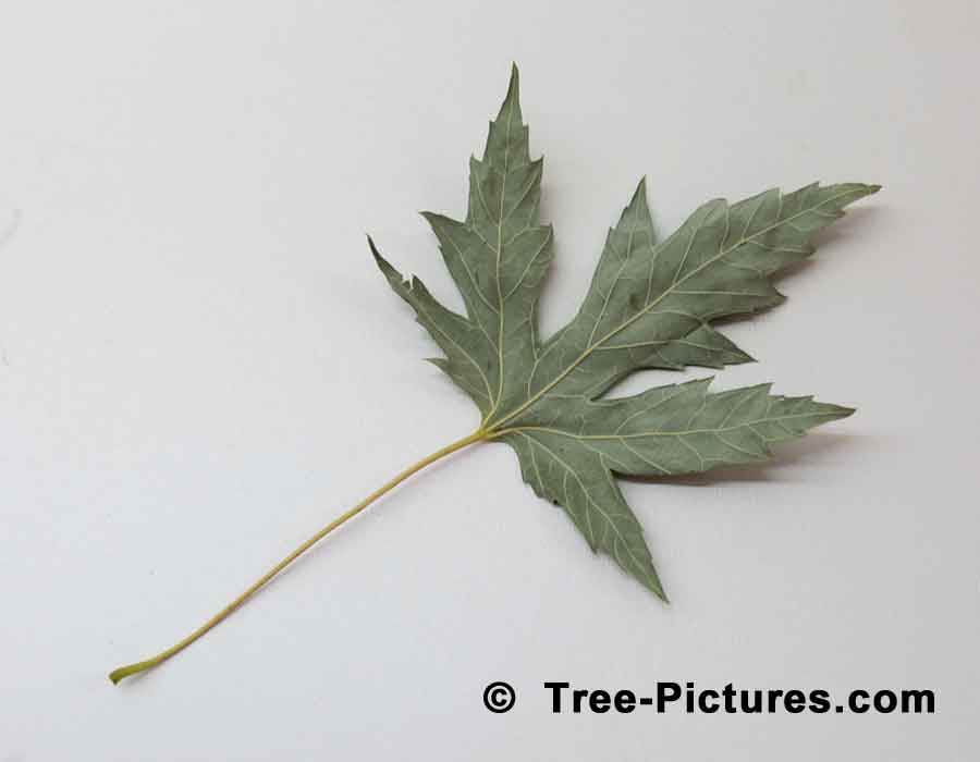 Maples, Silver Maple Leaf Picture Showing Silver/Grey Underside of Leaf | Maple Trees at Tree-Pictures.com