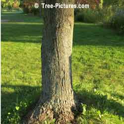 Silver Maple Bark, Bark of Silver Maple Tree | Tree:Maple+Silver+Bark @ Tree-Pictures.com