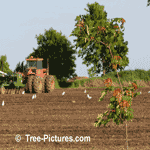 Maple Tree Pictures: Fall Picture of a Newly Planted Sugar Maple Tree on Farmers Property Line