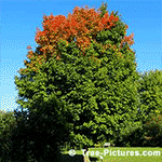 Maple Tree Pictures: Fall Picture of Sugar Maple Type Tree Tuning Red