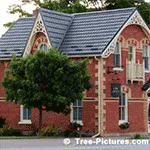 Maple Tree Pictures: A Summer Picture of Sugar Maple Tree