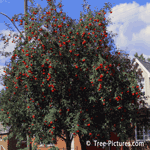Mountain Ash Tree Showing Bountiful Red Berry Fruit Harvest | Mountain Ash Trees @ Tree-Pictures.com