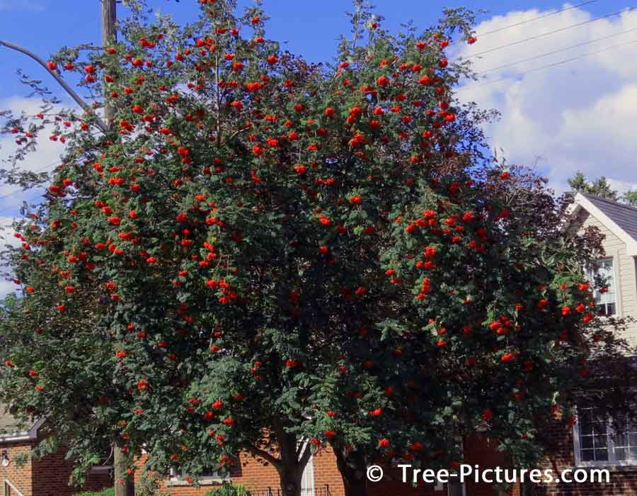 Mountain Ash Variety, Striking Red Berries of the Mountain Ash | Ash Trees at Tree-Pictures.com