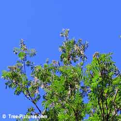 Mountain Ash Trees, Green Leaves of Mountain Ash Tree, Mountain Ash Leaf
