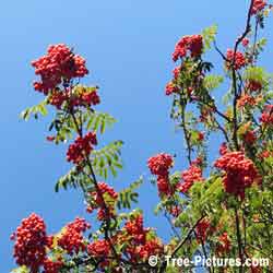 Mountain Ash, Picture of Red Berries on Mountain Ash Tree
