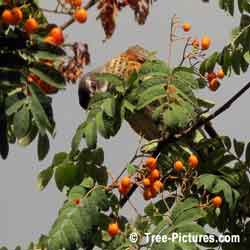 Pictures of Mountain Ashes: Mountain Ash Berry Eater, American Red Robin