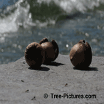 Pictures of Red Oak: 3 Red Oak Tree Acorns | Tree:Oak+Red+Acorn at Tree-Pictures.com