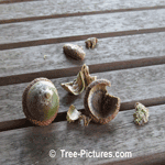 Red Oak Tree Pictures: Broken Acorn Exposing Nut Inside | Tree:Oak+Red+ Acorn at Tree-Pictures.com