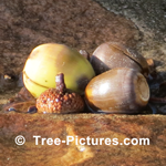 What Does a Oak Tree Acorn Look Like | Tree:Oak+Red+Acorn at Tree-Pictures.com