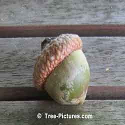 Close Up Picture of an Acorn, Nut from an Oak Tree | Tree:Oak+Leaves at Tree-Pictures.com