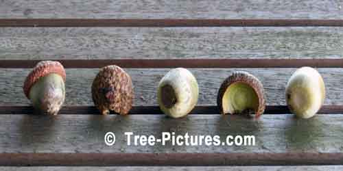 Acorn, Red Oak Tree Acorn | Tree:Oak+Acorn at Tree-Pictures.com