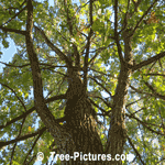 Bur Oak: Bur Oak Tree Bark - 14 metre Hign Tree | Tree:Oak+Bur+Bark at Tree-Pictures.com