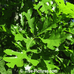 Oak Tree: Bur Oak Species Type, Leaf Leaves | Tree:Oak+Bur+Leaf at Tree-Pictures.com
