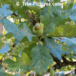Bur Oak: Leaves of Bur Oak Tree | Tree:Oak+Bur+Leaves at Tree-Pictures.com