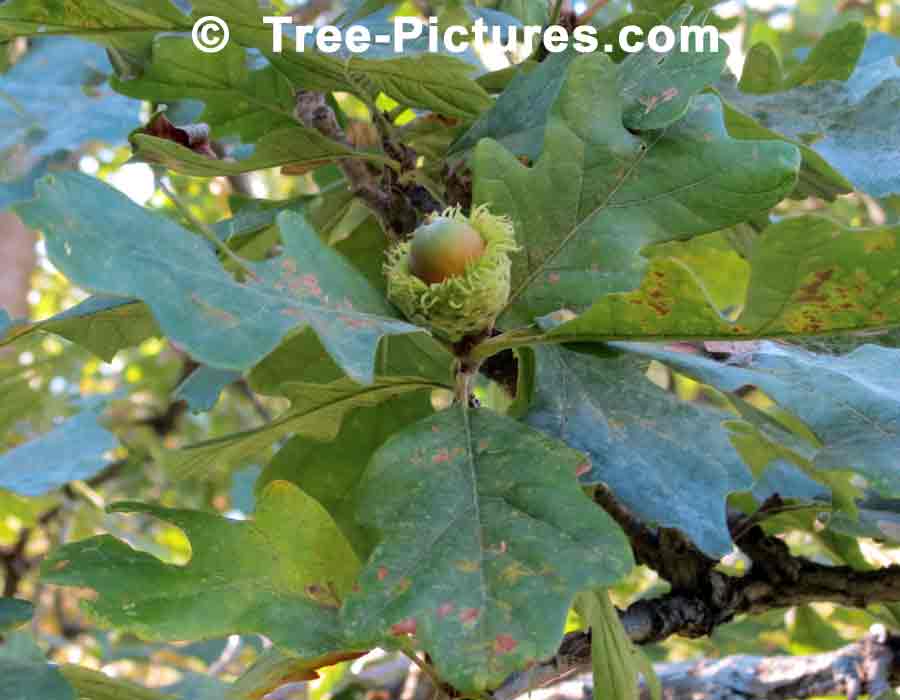 Bur Oak: Acorn of Bur Oak Tree | Trees:Oak:Bur:Acorn at Tree-Pictures.com