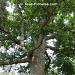 Oak Tree Picture: Mature Old Bur Oak Tree, Oak Trunk at Tree's Base 4 foot (1.2 metres) diameter