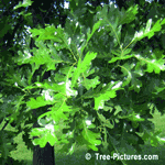 Bur Oak: Leaves of Bur Oak Tree | Tree:Oak+Bur+Leaves at Tree-Pictures.com