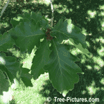 Oak Tree Pictures: Daimyo Oak Type Leaves Acorn | Tree:Oak+Daimyo+Leaf+Acorns at Tree-Pictures.com