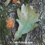 Pictures of Oak Trees; Leaf of the Daimyo Oak Type | Tree:Daimyo Oak+Leaf at Tree-Pictures.com