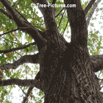 English Oak: English Oak Tree Bark - 12-15 metre Hign Tree | Tree:Oak+English+Bark at Tree-Pictures.com
