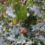 English Oak: Acorn of an English Oak Tree | Tree:Oak+English+Acorn at Tree-Pictures.com