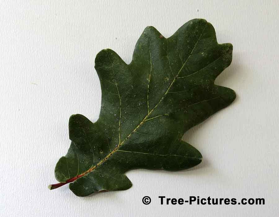 English Oak: Leaf of English Oak Tree | Trees:Oak:English:Leaf at Tree-Pictures.com