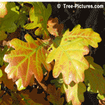 English Oak Tree Leaves Beginning to Change Color in Late Fall | Tree:Oak+English+Leaf at Tree-Pictures.com
