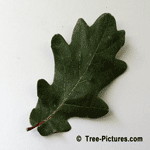 English Oak: Leaf of English Oak Tree | Tree:Oak+English+Leaf at Tree-Pictures.com