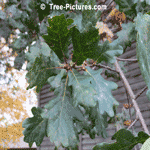 English Oak: Leaves of English Oak Tree | Tree:Oak+English+Leaves at Tree-Pictures.com