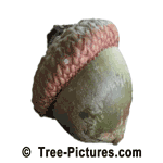 Acorn: Green Oak Tree Acorn - Red Oak Species | Tree:Oak+Red+Acorn at Tree-Pictures.com