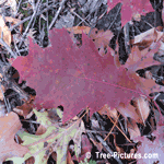Oak Leaf Picture, Deciduous Oak Sheds Its Leaves in Autumn