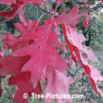 Red Oak Leaf, Red Fall Oak Tree Leaves | Tree:Oak+Leaf at Tree-Pictures.com