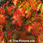 Oak Leaves: Colorful Deciduous Oak Leaves in Autumn | Tree:Oak+Leaf at Tree-Pictures.com