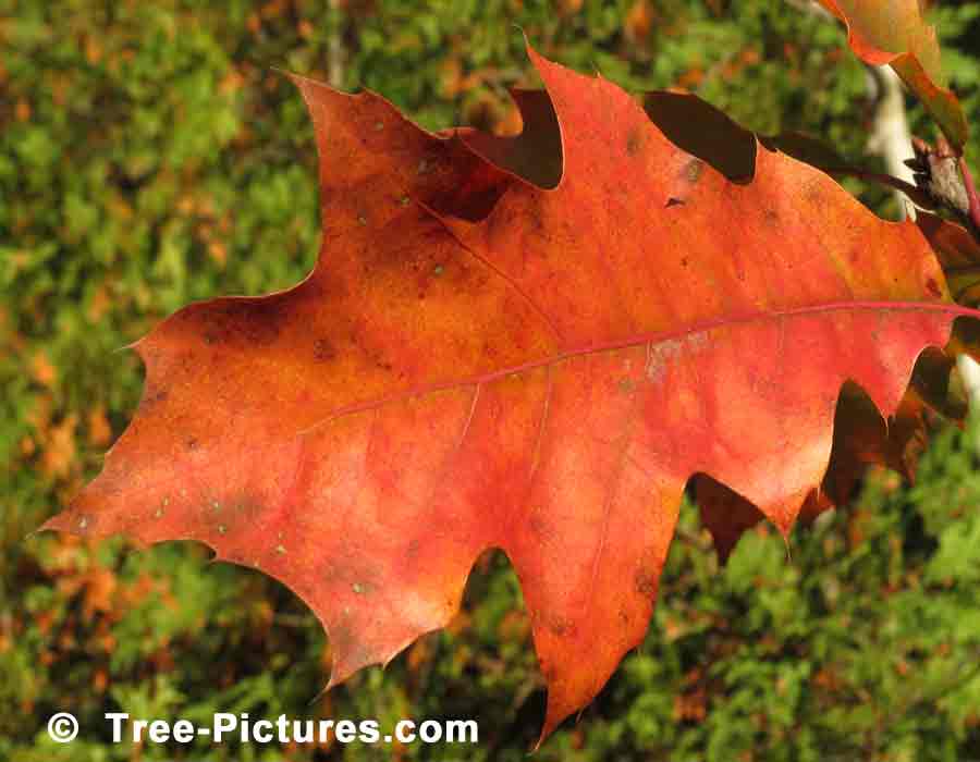 Oak Tree Leaf Picture, Photo of a Bright Orange Oak Tree Leaf in Fall | Trees:Oak:Red at Tree-Pictures.com