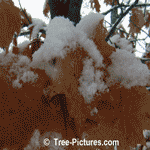 Oak Leaf: Brown Fall Oak Tree Leaves with Snow Flakes | Tree:Oak+Leaf at Tree-Pictures.com