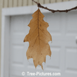Oak Trees: Wintering Oak Leaf on the Tree| Tree:Oak+Leaf at Tree-Pictures.com