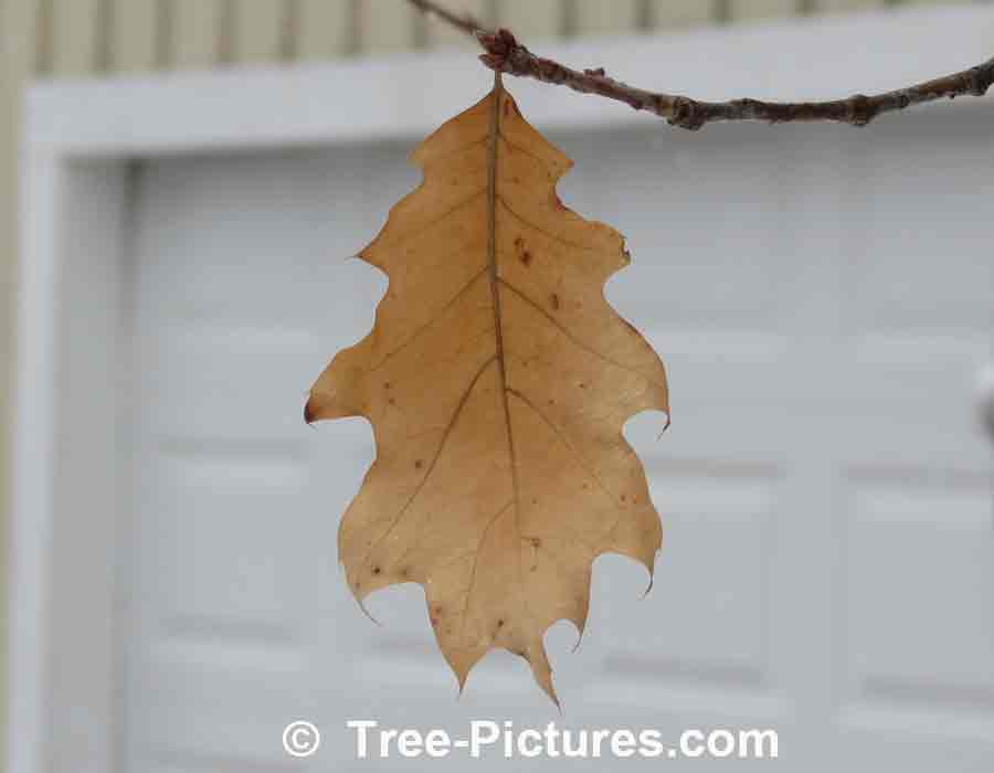 Oak Trees: Single Oak Leaf Still Hanging on Oak Tree in Winter | Trees:Oak:White at Tree-Pictures.com