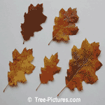 Oak Tree Picture; Leaf of the Red Oak Type in Autumn | Tree:RedOak+Leaf at Tree-Pictures.com