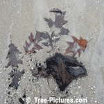 Oak Leaves, Dead Oak Tree Leaf, Wasaga Beach, Ontario, Canada | Tree:Oak+Leaf at Tree-Pictures.com