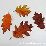 Pictures of Oak Trees: Colorful Fall Oak Leaves | Tree:Oak+Leaves at Tree-Pictures.com