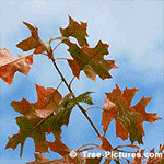 Pictures of Oak Trees: Oak Tree Autumn Picture of Red Oak  Leaf | Tree:Oak+Red+Leaf Tree-Pictures.com