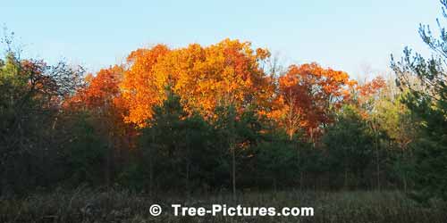 Oak Trees: Autumn Oaks in the Forest | Tree:Oak+Autumn at Tree-Pictures.com