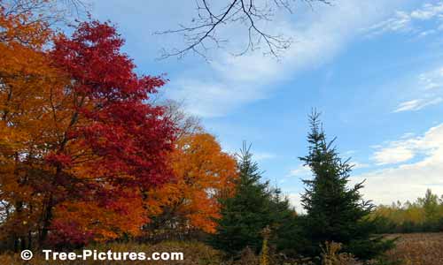 Oak Trees Displaying Bright Autumn Colors | Tree:Oak+Autumn at Tree-Pictures.com