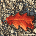 Oak Tree Leaf Picture, Picture of a Red Oak Tree Leaf