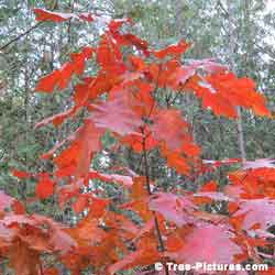 Red Oak Leaves, Colorful Majestic Red Oak Tree Leaves Photo | Tree:Oak+Leaves+Red at Tree-Pictures.com