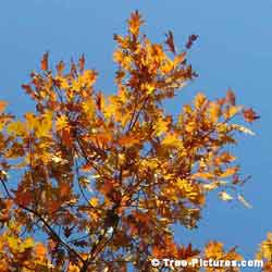 Oak Trees, Yellow Oak Tree Leaves Against A Blue Azure Sky at Tree-Pictures.com